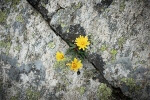 Read more about the article أنتِ قوية أكثر مما تعتقدين