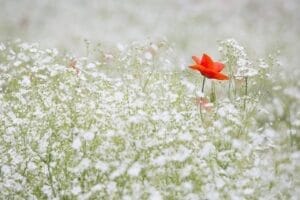 Read more about the article كيف تبقين زهرة في عالم مزدحم